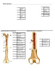 A = epiphysis b = diaphysis c = articular cartilage d = periosteum f = compact bone g = medullary cavity (yellow marrow) h = endosteum j = epiphyseal line (growth plate). Chapter 7 Labeling Bone Structure Identify The Parts Of A Long Bone Blood Vessels And Nerve Compact Bone Endosteum Bone Structure Identify The Parts Course Hero