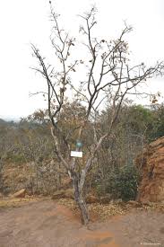 Image result for Ochna pulchra