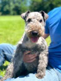 Image result for lakeland teriér