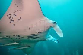 Close-up of a Manta Ray Swimming in the Sea, Taken at an Aquarium in Sanya,  Hainan, China Stock Image