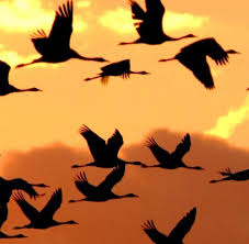 Warum ziehen bestimmte vögel im winter in den süden? Tiere Zugvogel Hoher Und Weiter Als Ein Airbus Welt