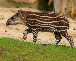 Amazon Tapirs Pictures Of Amazon Rain Forest Animals Rainforest Animals Amazon Animals Forest Animals