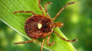 What Is Alpha Gal Allergy Lone Star Tick Bites Can Cause Red Meat Allergy