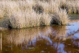 Image result for Juncus kraussii