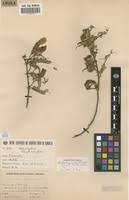 Image result for Aeschynomene elaphroxylon