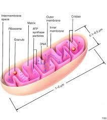 We did not find results for: The Internal Structure Of Mitochondria Trends In Biochemical Sciences