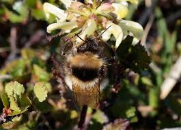 Image result for Bombus balteatus