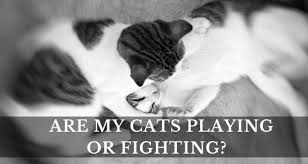 And even if they are small, cat bites can still be serious. Are My Cats Playing Or Fighting