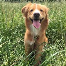 14 Adorable Shetland Sheepdog Mixes Cuteness Overload
