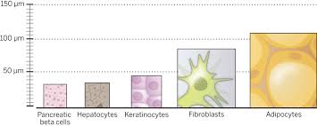 Animal cells versus plant cells. On Being The Right Cell Size Science
