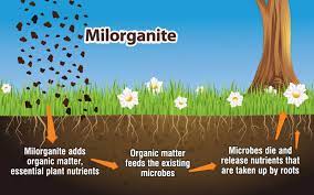 Check spelling or type a new query. Using Milorganite Fertilizer In Your Lawn And Garden Milorganite