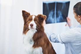 The Top Reasons Your Pet Might Need Radiology Imaging