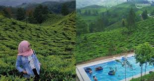 Untuk dapat masuk ke area kebun teh, pengunjung diharuskan membayar tiket masuk seharga rp3.500. Tiket Wisata Kolam Renang Bukit Kacapi Tasikmalaya Happy Holiday