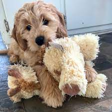 Goldendoodle Puppies Doodles 2 Love Goldendoodle Puppy Goldendoodle Puppy Cuddles