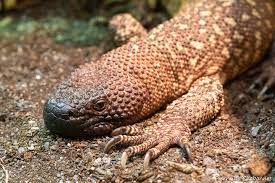 Image result for Exacum zombense