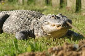 Missisipi Alligatoru Yolculuk Doga