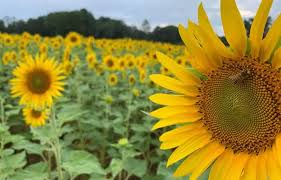 The Best Sunflower Fields In Nc To Visit The Common Traveler In 2020 Sunflower Fields Fields Cool Places To Visit