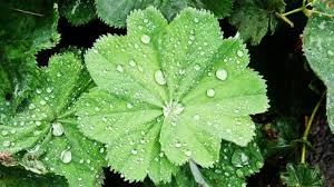 عتبي على أمة أصبح همها كرة القدم والمسلسلات وأفلام الخنى والفجور. Ù…Ø§Ù‡ÙŠ Ø¹Ø´Ø¨Ø© Ø±Ø¬Ù„ Ø§Ù„Ø§Ø³Ø¯ Ù…ÙÙ‡Ø±Ø³