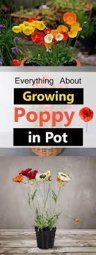 Choose a warm, sunny position with protection from strong winds. Growing Poppies In Pots Care How To Grow Poppies In Containers Growing Poppies Grow Poppy Flowers Beautiful Flowers Garden