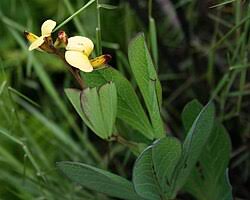 Image result for Argyrolobium