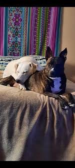 Sir Eddie has earned the well deserved nickname of El Diablo in our  lives....until his little human is here. He's so gentle and patient with  Montgomery June. It helps she feeds him