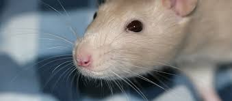 Wow some of these cats have such long whiskers i hadn't noticed because i guess my kitties don't have an over abundance of them hehe but i just had to put this photo here. Why Don T Humans Have Whiskers Office For Science And Society Mcgill University