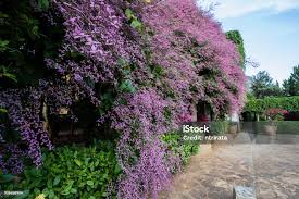 Image result for Congea