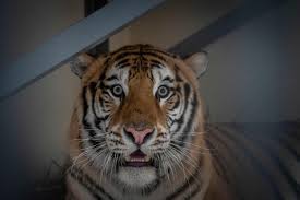 She runs a real estate business and in november 2019 wondery announced that kate mckinnon would play carole baskin in the television. Tiger King Star Carole Baskin Says Drones Circle Her Home Up To 30 People Linger At Big Cat Rescue Daily