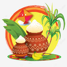 Untuk pengaplikasiannya yaitu campurkan rebusan daun tersebut dengan air bersih dengan perbandingan 50:50 kemudian semprotkan pada tanaman cabe yang terserang keriting daun. Gambar Sankranthi Grafik Vektor Pongal Pongal Sankranthi Periuk Pongal Png Dan Vektor Untuk Muat Turun Percuma