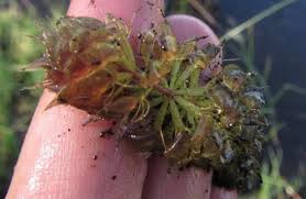 Image result for Aldrovanda vesiculosa