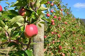 Which fruit trees grow well in ohio? Warm Temperatures Affecting Fruit Growers Morning Ag Clips