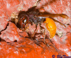 Interestingly, the male wasps have yellow markings on a select few regions of their head. Aw Insect Book Sawflies Wasps Bees Ants Hymenoptera Page 7 Africa Wild