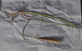 Image result for Enteropogon prieurii