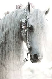 White Horse With Flowers In Her Hair And Pretty Mane Horses Pretty Horses Animals Beautiful