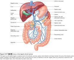 The blood vessel that carries blood from gut to the liver : Blood Vessels Of The Systemic Circulation Veins