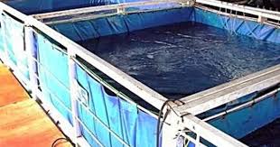 Dunia Cara Ternak Hewan Peluang Usaha Sampingan Cara Ternak Ikan Hias Di Lahan Sempit Ikan Hiasan Bangunan