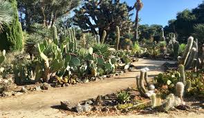 Cactus garden maternity shoot | maternity photos. The Arizona Cactus Garden Stanford Ca A Park A Day Bay Area
