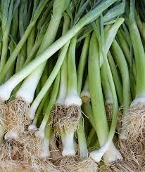 Growing Hydroponic Spring Onions A Full Guide Gardening Tips