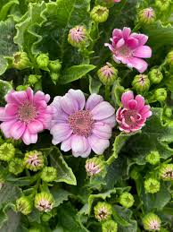 Image result for Cineraria saxifraga