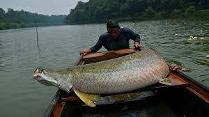Selain karena nilai sejarah, namun juga keindahannya. Inilah 6 Ikan Paling Mengerikan Di Dunia Salah Satunya Ada Di Indonesia Global Liputan6 Com