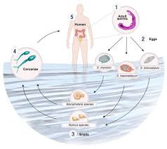 Hamster picture 835 1000 jpg. Tropicalmed Free Full Text Schistosomiasis With A Focus On Africa Html