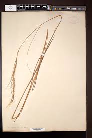 Image result for Trachypogon