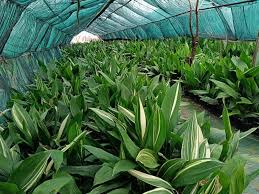 Image result for Aspidistra