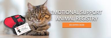 Register your dog, cat or other animal, get therapist letters, ids, vests, & more! Can I Bring An Emotional Support Animal To School Service Dog Certifications