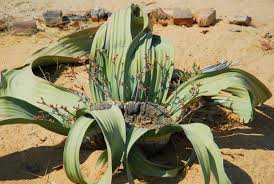Image result for Welwitschia mirabilis