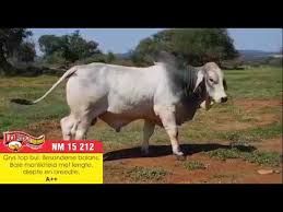 Visit our ranch or inquire about export. Loriza Brahman Auction Youtube
