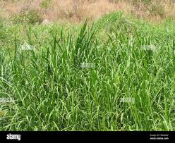 Image result for Cenchrus purpureus