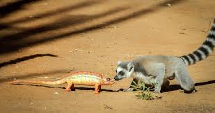 While serving his time, animal learns that his. Spy Cameras Disguised As Animals Once Again Infiltrate The Wild In Season 2 Of Bbc Earth S Spy In Th