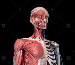 The neck muscles, including the sternocleidomastoid and the trapezius, are responsible for the gross motor movement in the muscular system of the head and neck. Spine Organs Stock Photos Offset