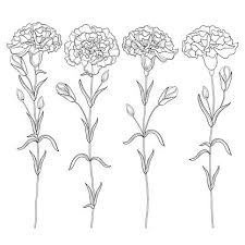 Vector Set With Outline Carnation Or Clove Flower Bud And Leaves In Carnation Tattoo Birth Flower Tattoos Carnation Flower Tattoo